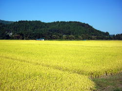 こがね 2006.9.27