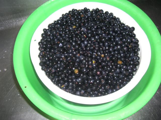 山ぶどうを食卓に2