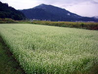 そばの花