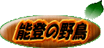 能登の野鳥