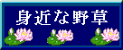 身近な野草